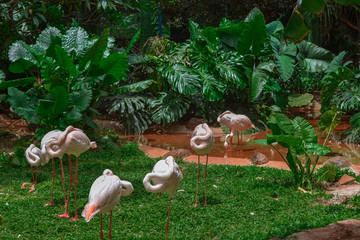 Rose flamingos in Hainan China
