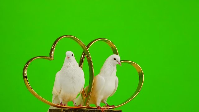 Wedding doves sit on a wedding symbol of golden hearts. green screen.