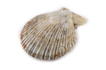 Scallop