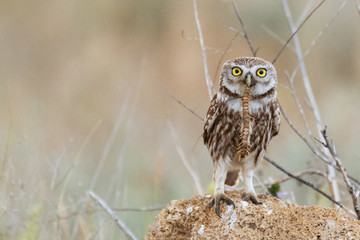 Little owl, Athene noctua, sitting on a rock with a scolopendra in its beak