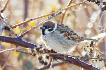 A Sparrow sits on a branch of a Bush on a beautiful background. Passer montanus