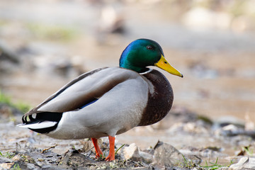 Naklejka na ściany i meble Mallard duck in natural habitats. Anas platyrhynchos. Male