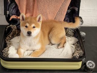Close-up of a Shiba Inu puppy messing in a suitcase and looking at the camera