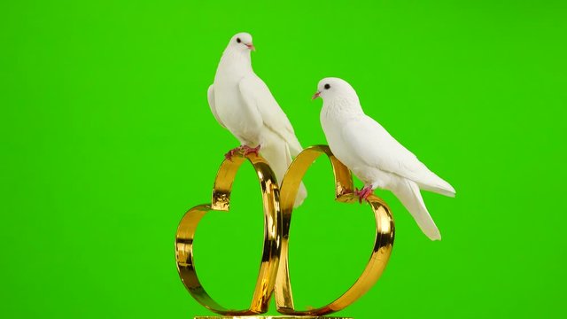 Wedding doves sit on a wedding symbol of golden hearts. green screen.