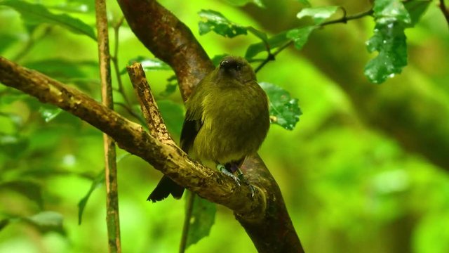 Bellbird - Anthornis melanura - makomako in Maori language, endemic bird - honeyeater from New Zealand in the green forest with lolled-out tongue.