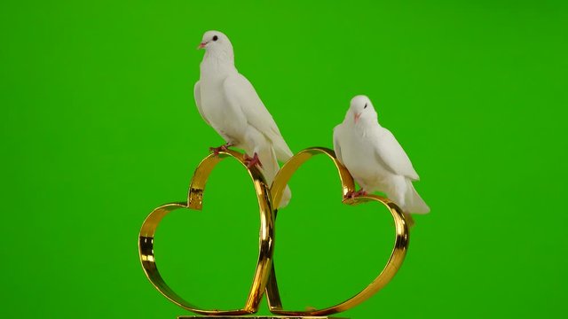 Wedding doves sit on a wedding symbol of golden hearts. green screen.