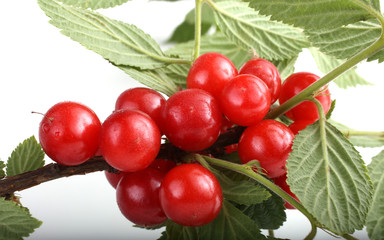 Nanking cherry on branch
