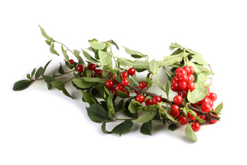 Nanking cherry on branch