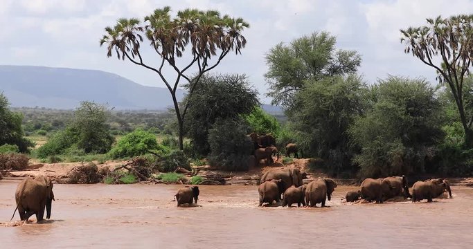 A group of elephants cross a river