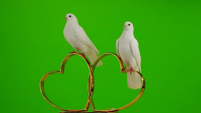 Wedding doves sit on a wedding symbol of golden hearts. green screen.