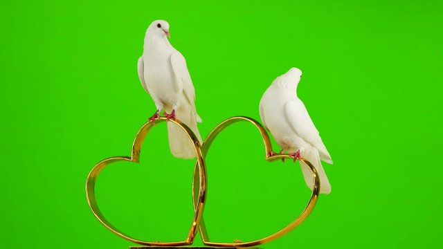 Wedding doves sit on a wedding symbol of golden hearts. green screen.