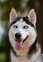 husky