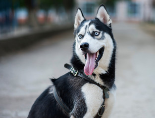 husky