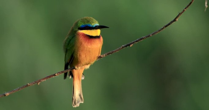 A bee-eater is on a branch
