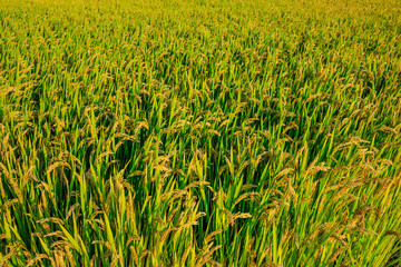 Rice growing in the field in autumn