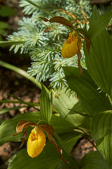Obraz premium A wild North American spring blooming orchid in dappled sunshine, the Cypripedium parviflorum, commonly known as Yellow Lady's Slipper