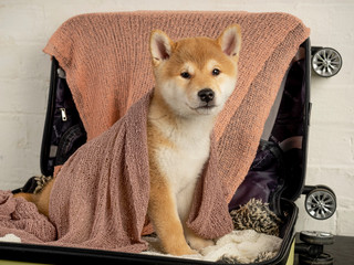 Close-up of a Shiba Inu puppy messing in a suitcase and looking at the camera