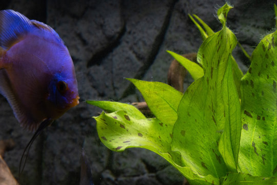 Diskusfische im Aquarium als Hintergrund