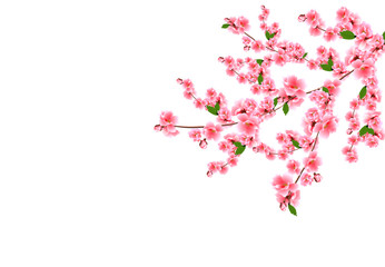 Sakura. Cherry branches with delicate pink flowers, leaves and buds. Isolated on white background illustration.
