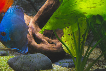 Diskusfische im Aquarium als Hintergrund