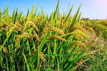 Rice growing in the field in autumn