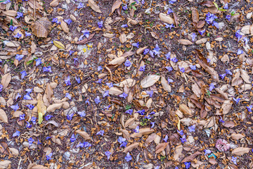 flower and leaf on the ground