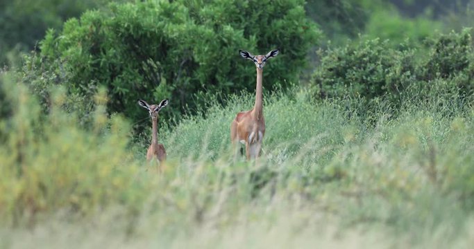 Two gerenuk are in the savannah