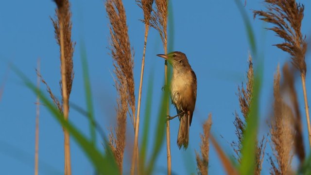 Great reed warbler - Acrocephalus arundinaceus singing on the reed on the lake side. Eurasian passerine in the genus Acrocephalus