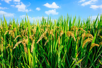 Rice growing in the field in autumn