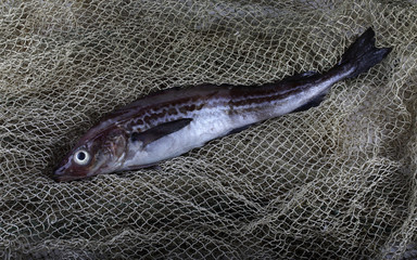 Alaska pollock on net