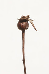dried rosehip on a branch. useful dry berry on a white background. source of vitamin C. illustration. isolate