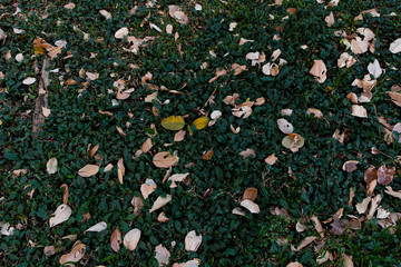 Hojas secas sobre la grama avisando la llegada del otoño
