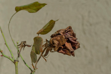 Dried rosehip flower. fading rose. dry rose macro. a symbol of fading female beauty and youth. Spring animated branches.
