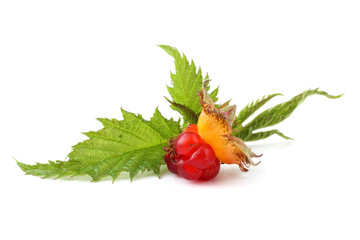 Korean raspberry (Rubus crataegifolius)