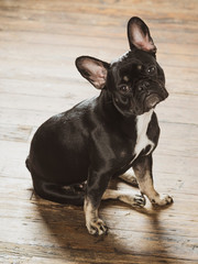 Close-up of a black french bulldog looking at the camera