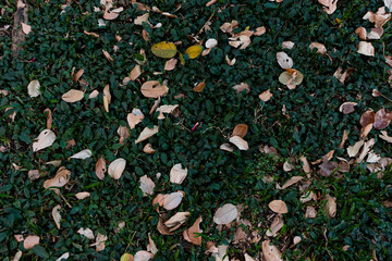 Hojas secas sobre la grama avisando la llegada del otoño