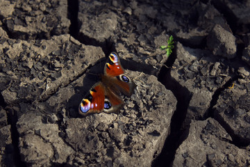 Obraz premium Beautiful colorful european butterfly peacock eye (Inachis io) sitting on the dark dry land. Kirovograd region, Ukraine. Nature concept.