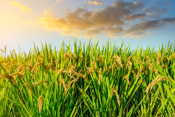 Ripe rice in farmland at dusk in autumn