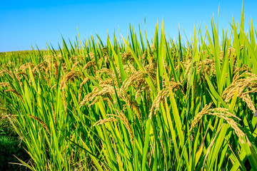 Rice growing in the field in autumn
