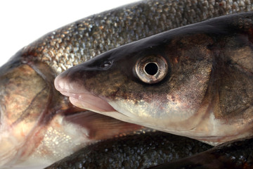 Rudd fishes. Background