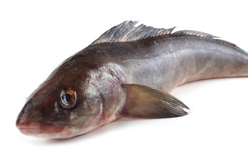 Sea bass isolated on white