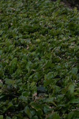 Hierba verde con pequeñas hojas de diferentes tonos. La naturaleza regresa después del encierro