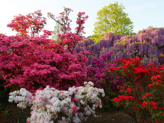 Hanging bunches of purple Wisteria and pink, red, white azalea bush. Spring time