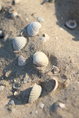 sandy beach with a lot of shells,  The coast of the sea and the beach where tourists relax, a family vacation 