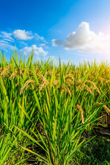 Rice growing in the field in autumn