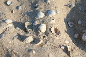 Fototapeta na wymiar sandy beach with a lot of shells, The coast of the sea and the beach where tourists relax, a family vacation 