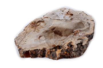 Ancient wood fossil