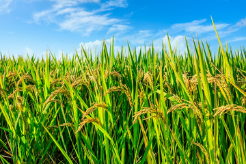 Rice growing in the field in autumn