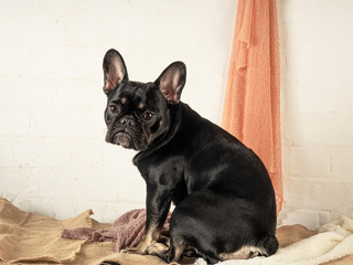 Close-up of a black french bulldog messing with clothes