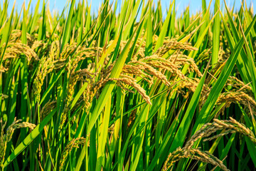 Rice growing in the field in autumn